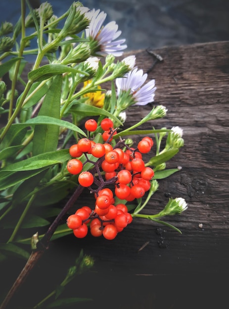 Photo high angle view of cherries on plant