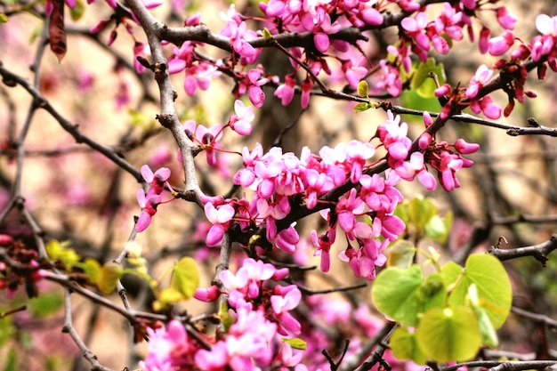 木の上で育つ桜の高角度の景色
