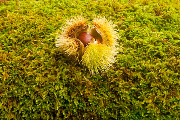 Foto vista ad alta angolazione delle castagne sul campo