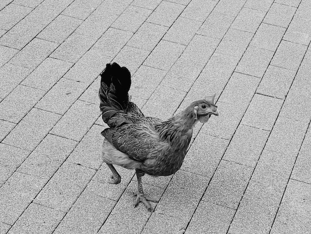 Photo high angle view of chicken on footpath