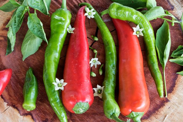 Photo high angle view of chili peppers on plant