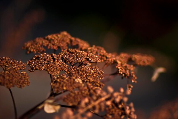 High angle view of chocolate on plant