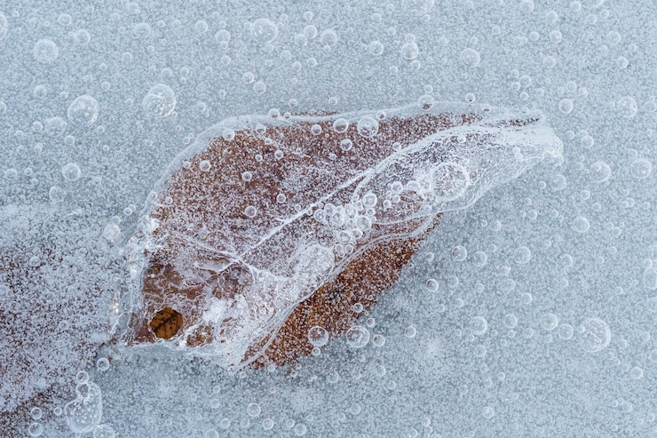 Photo high angle view and close up of a tree leaf frozen under the ice