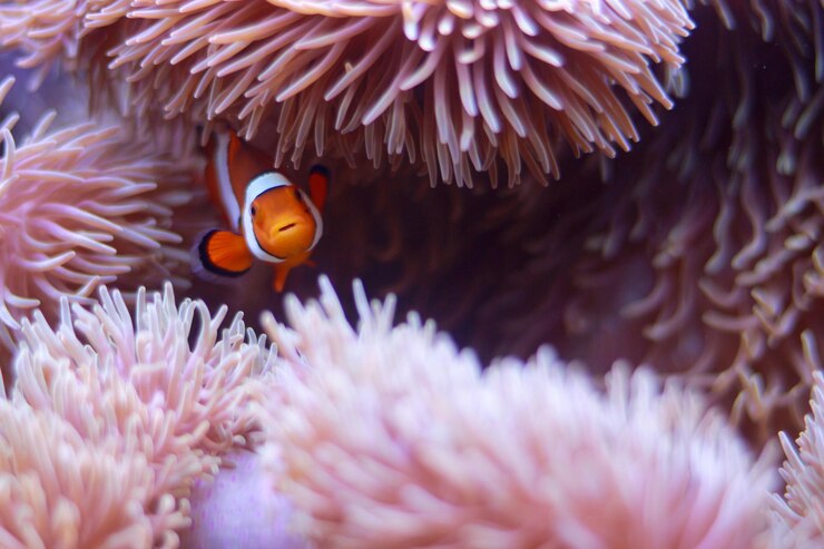 Photo 海洋アネモンの真ん中にあるクローンフィッシュの高角度の景色