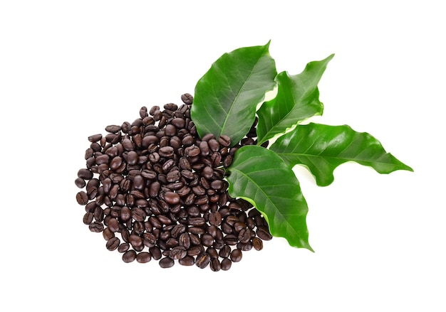 High angle view of coffee beans against white background