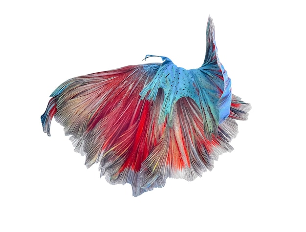 High angle view of colorful fish over white background