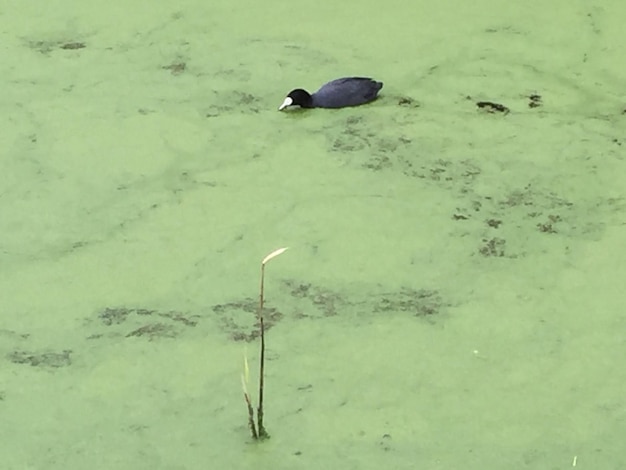 Foto vista ad alta angolazione della coot che nuota nel lago