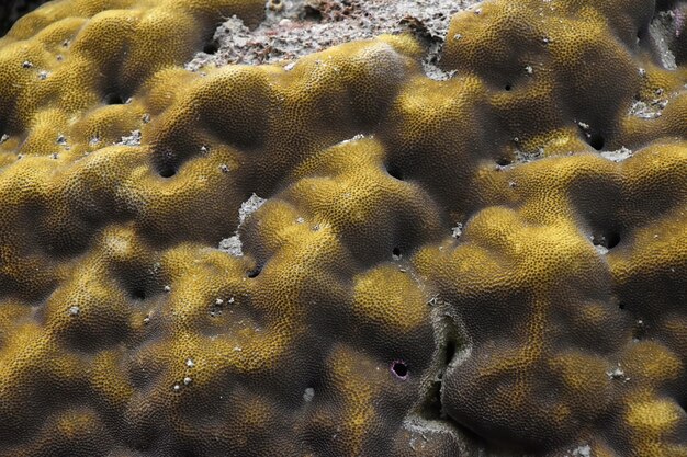 Foto vista ad alto angolo del corallo nell'oceano