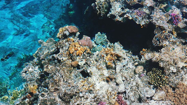 High angle view of coral reef in deep blue sea
