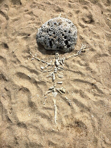 Photo high angle view of coral on sand