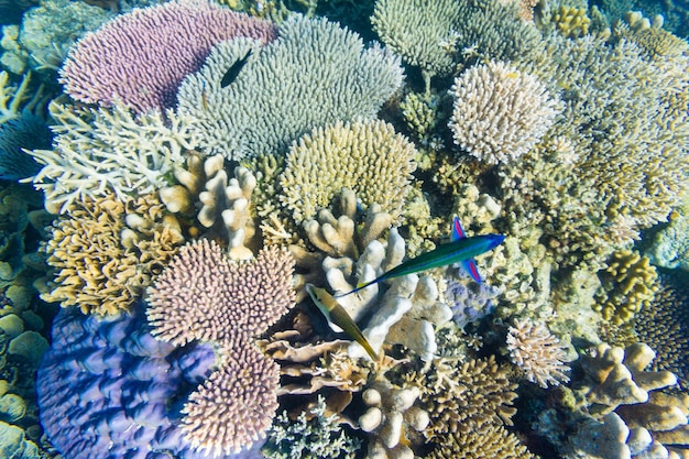 High angle view of coral in sea