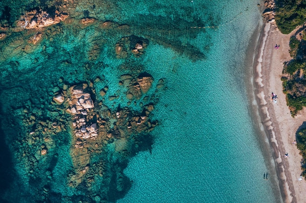 Foto vista ad alto angolo del corallo in mare