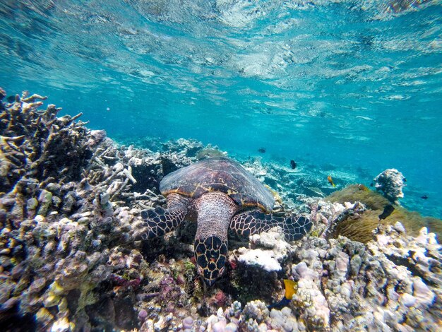 High angle view of coral swimming in sea