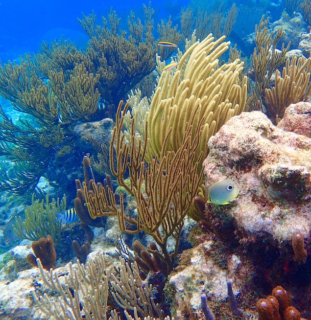 水中のサンゴの高角度の眺め