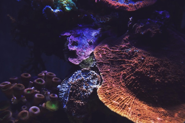 Photo high angle view of coral underwater