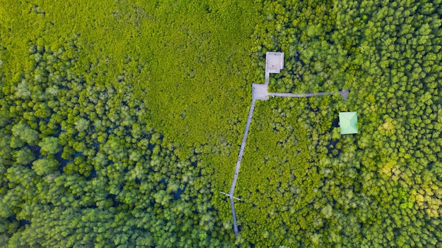 High angle view of corn field