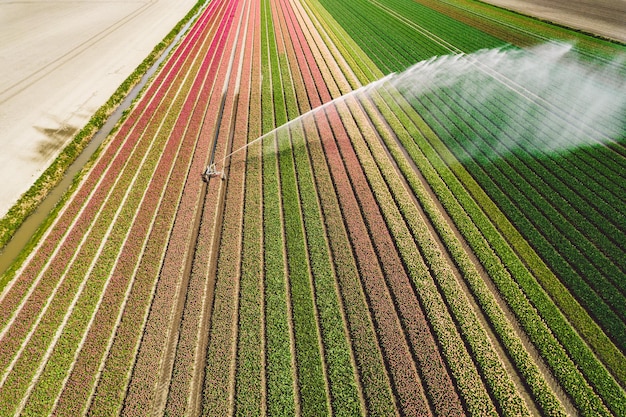 Foto vista ad alta angolazione del campo di mais