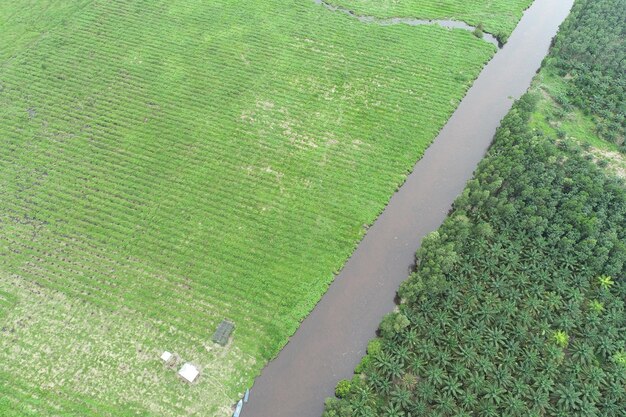 High angle view of corn field