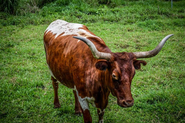 Foto vista ad alta angolazione della mucca sul campo