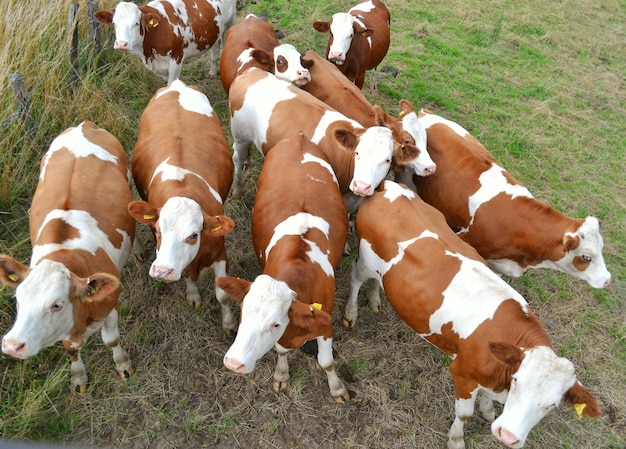 Высокоугольный вид коров, стоящих на травяном поле