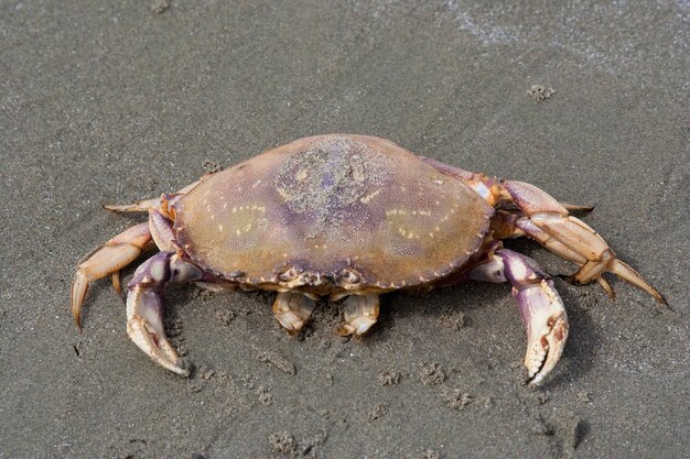 Photo high angle view of crab at beach