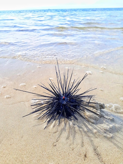 Foto vista ad alta angolazione del granchio sulla spiaggia