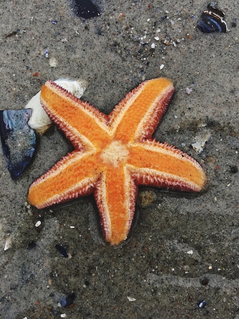 High angle view of crab on beach