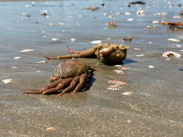 Photo high angle view of crab on beach