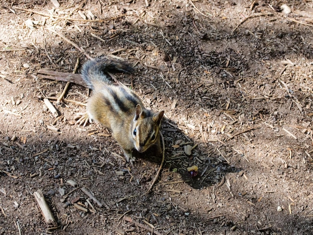 High angle view of crab on field