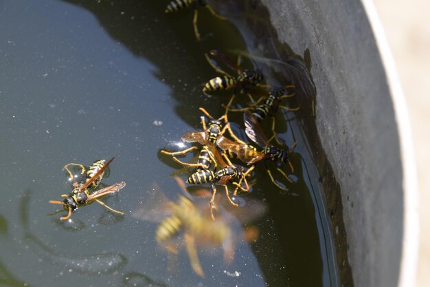 High angle view of crab in lake