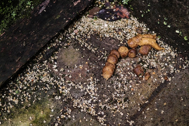 Photo high angle view of crab on land