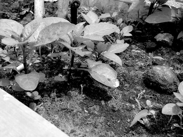 High angle view of crab on plants