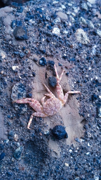 Photo high angle view of crab on rock