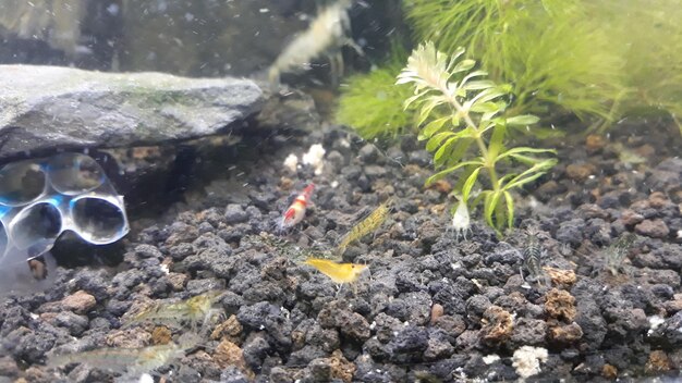 High angle view of crab on rock