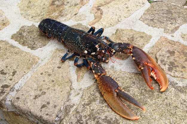 岩の上にあるカニの高角度の眺め