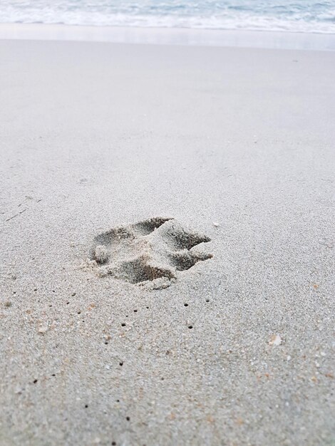 Photo high angle view of crab on sand at beach