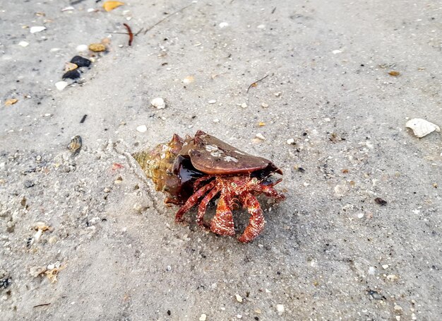 Foto vista ad alto angolo di un granchio sulla sabbia della spiaggia