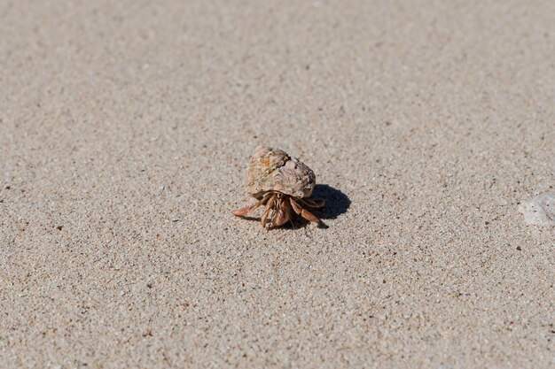 Photo high angle view of crab on sand