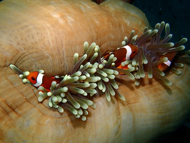 Foto vista ad alto angolo del granchio in mare