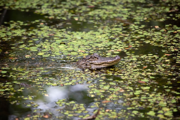 Photo high angle view of crocodile in the lake