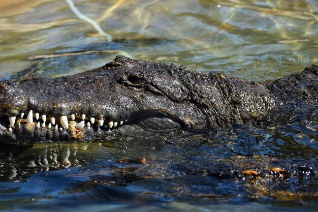 Photo high angle view of crocodile in river