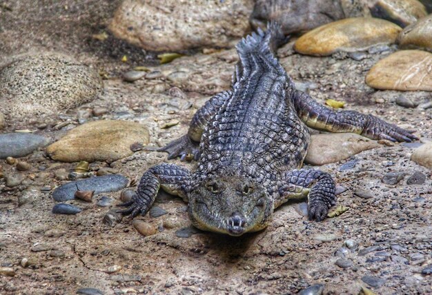 High angle view of crocodile on rock