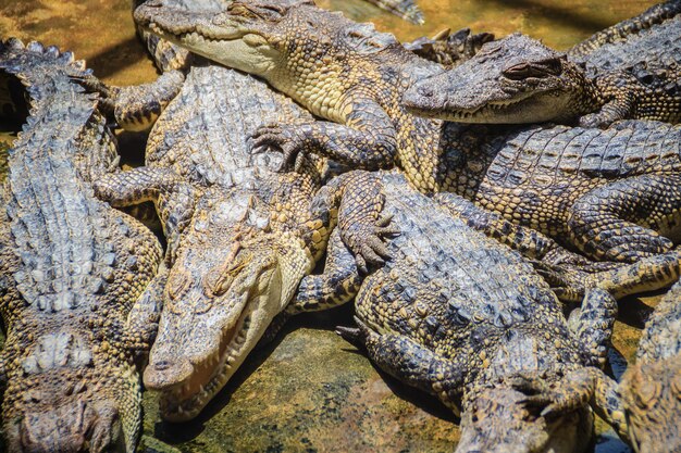 High angle view of crocodile in sea