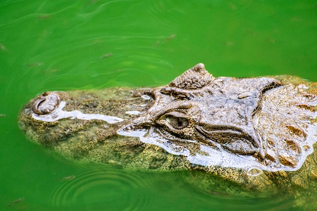 Photo high angle view of crocodile swimming in lake