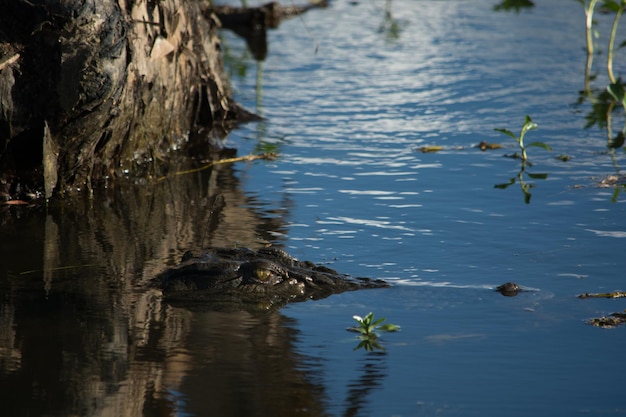 high angle view of crocodile swimming in lake