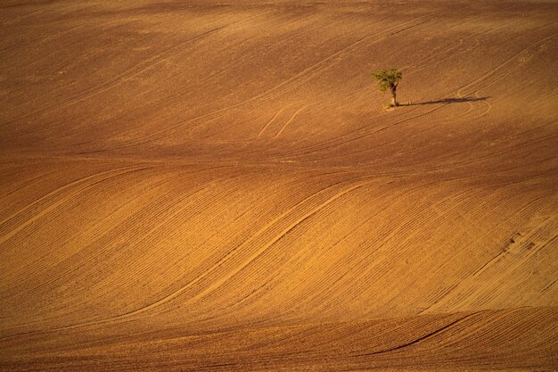 High angle view of crops on field