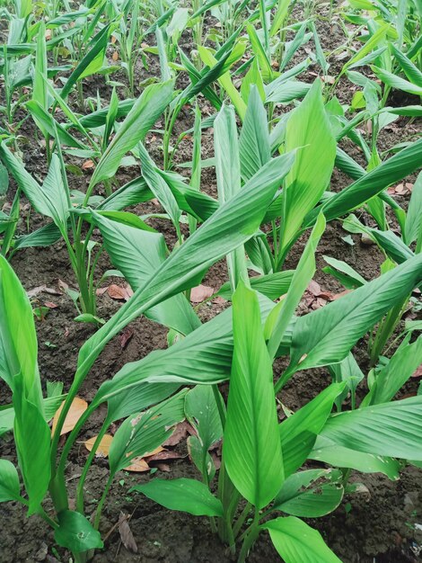 High angle view of crops growing on field