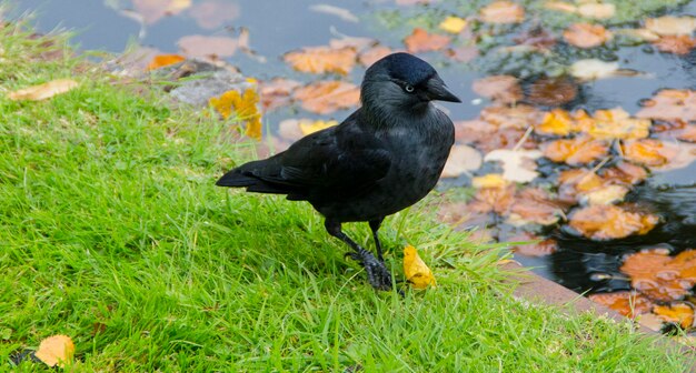 High angle view of crow on grass by pond