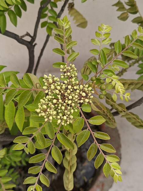 Photo high angle view of curry leaves