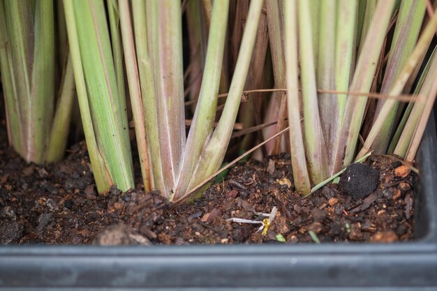 Photo high angle view of cymbopogon citratus in pot